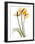 Anthurium Portrait-Albert Koetsier-Framed Art Print