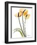 Anthurium Portrait-Albert Koetsier-Framed Premium Giclee Print