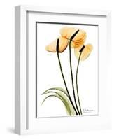 Anthurium Portrait-Albert Koetsier-Framed Premium Giclee Print