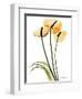 Anthurium Portrait-Albert Koetsier-Framed Premium Giclee Print