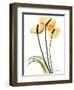 Anthurium Portrait-Albert Koetsier-Framed Art Print