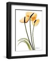 Anthurium Portrait-Albert Koetsier-Framed Art Print