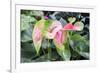 Anthurium, USA-Lisa S. Engelbrecht-Framed Photographic Print