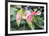 Anthurium, USA-Lisa S. Engelbrecht-Framed Photographic Print