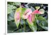 Anthurium, USA-Lisa S. Engelbrecht-Framed Photographic Print