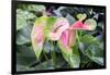 Anthurium, USA-Lisa S. Engelbrecht-Framed Photographic Print