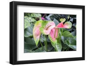 Anthurium, USA-Lisa S. Engelbrecht-Framed Photographic Print