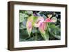Anthurium, USA-Lisa S. Engelbrecht-Framed Premium Photographic Print