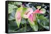 Anthurium, USA-Lisa S. Engelbrecht-Framed Stretched Canvas