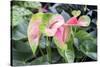 Anthurium, USA-Lisa S. Engelbrecht-Stretched Canvas