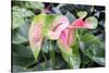 Anthurium, USA-Lisa S. Engelbrecht-Stretched Canvas