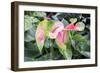 Anthurium, USA-Lisa S. Engelbrecht-Framed Photographic Print