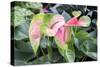 Anthurium, USA-Lisa S. Engelbrecht-Stretched Canvas