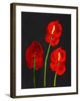 Anthurium-Deborah Barton-Framed Giclee Print