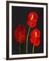 Anthurium-Deborah Barton-Framed Giclee Print