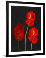 Anthurium-Deborah Barton-Framed Giclee Print