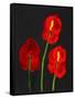 Anthurium-Deborah Barton-Framed Stretched Canvas