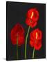 Anthurium-Deborah Barton-Stretched Canvas