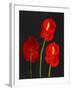 Anthurium-Deborah Barton-Framed Premium Giclee Print