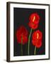 Anthurium-Deborah Barton-Framed Premium Giclee Print