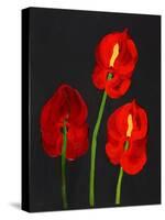 Anthurium-Deborah Barton-Stretched Canvas