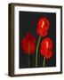 Anthurium-Deborah Barton-Framed Giclee Print
