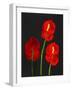 Anthurium-Deborah Barton-Framed Giclee Print