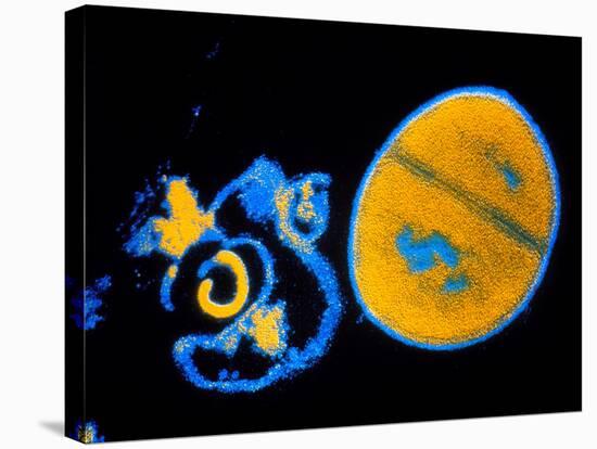 Antibiotic Action on Staphylococcus-null-Stretched Canvas