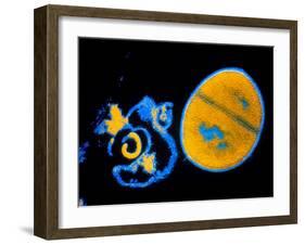 Antibiotic Action on Staphylococcus-null-Framed Photographic Print