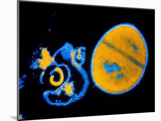 Antibiotic Action on Staphylococcus-null-Mounted Photographic Print