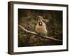 Anticipating Winter Cardinal 1-Jai Johnson-Framed Giclee Print