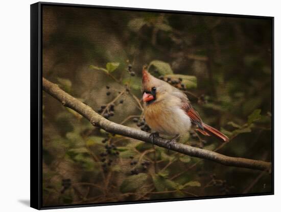 Anticipating Winter Cardinal 2-Jai Johnson-Framed Stretched Canvas