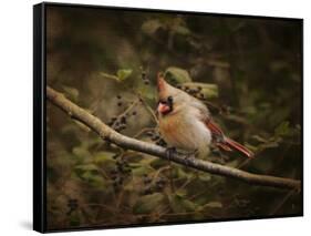 Anticipating Winter Cardinal 2-Jai Johnson-Framed Stretched Canvas