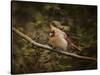 Anticipating Winter Cardinal 2-Jai Johnson-Stretched Canvas