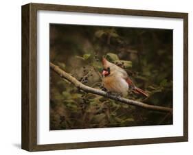 Anticipating Winter Cardinal 2-Jai Johnson-Framed Giclee Print