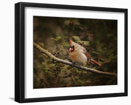 Anticipating Winter Cardinal 2-Jai Johnson-Framed Giclee Print