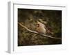 Anticipating Winter Cardinal 2-Jai Johnson-Framed Giclee Print