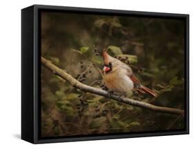 Anticipating Winter Cardinal 2-Jai Johnson-Framed Stretched Canvas