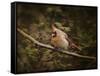 Anticipating Winter Cardinal 2-Jai Johnson-Framed Stretched Canvas