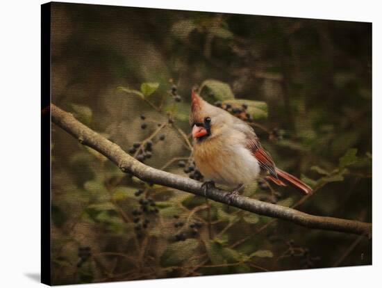 Anticipating Winter Cardinal 2-Jai Johnson-Stretched Canvas