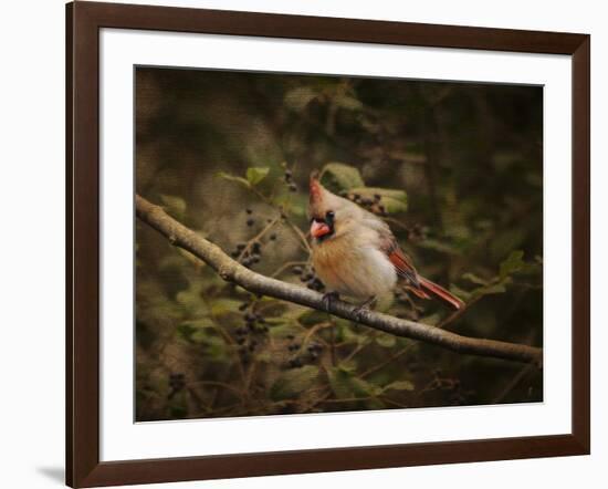 Anticipating Winter Cardinal 2-Jai Johnson-Framed Giclee Print