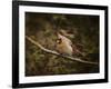 Anticipating Winter Cardinal 2-Jai Johnson-Framed Giclee Print