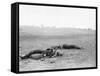 Antietam, MD, Dead Confederates Near Burnside Bridge, Civil War-Lantern Press-Framed Stretched Canvas