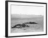 Antietam, MD, Dead Confederates Near Burnside Bridge, Civil War-Lantern Press-Framed Art Print