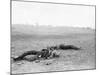 Antietam, MD, Dead Confederates Near Burnside Bridge, Civil War-Lantern Press-Mounted Art Print