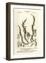 Antifever Fontinalis Moss, Fontinalis Antipyretica-Stanghi Stanghi-Framed Giclee Print