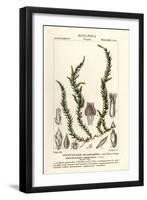 Antifever Fontinalis Moss, Fontinalis Antipyretica-Stanghi Stanghi-Framed Giclee Print