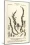 Antifever Fontinalis Moss, Fontinalis Antipyretica-Stanghi Stanghi-Mounted Giclee Print