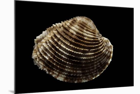 Antigona Lamellaris-Paul Starosta-Mounted Photographic Print