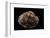 Antigona Lamellaris-Paul Starosta-Framed Photographic Print